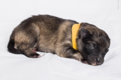 tseelen18_foto-b_0002012