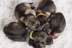 tseelen18_foto-b_0002043-Q