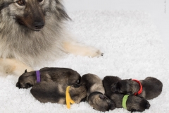 tseelen18_foto-b_0002053