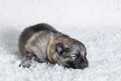 tseelen18_foto-b_0002100