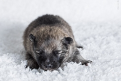 tseelen18_foto-b_0002102