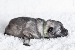 tseelen18_foto-b_0002104