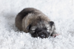 tseelen18_foto-b_0002111