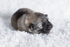 tseelen18_foto-b_0002112