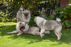 tseelen18_foto-b_7417