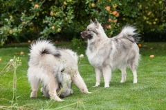 tseelen18_foto-b_7437