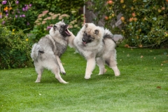 tseelen18_foto-b_7439