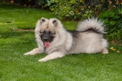 tseelen18_foto-b_7458