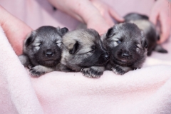 twolfsspitz16_foto-b_0492