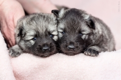 twolfsspitz16_foto-b_0493