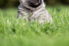 twolfsspitz16_foto-b_0539