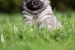 twolfsspitz16_foto-b_0546