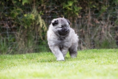 twolfsspitz_foto-b_0958