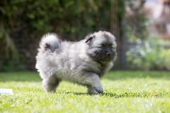 twolfsspitz_foto-b_0984