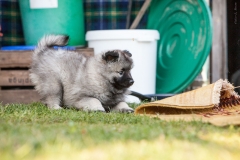 twolfsspitz_foto-b_4074