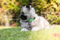 twolfsspitz_foto-b_4090