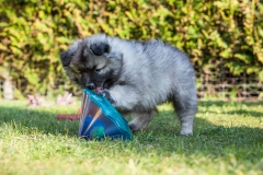 twolfsspitz_foto-b_4118