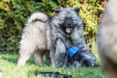 twolfsspitz_foto-b_4123