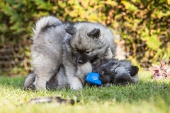 twolfsspitz_foto-b_4127
